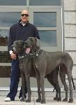 breeder akc blue great dane puppies for sale ky