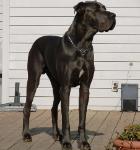 breeder akc blue great danes puppies ky for sale stud