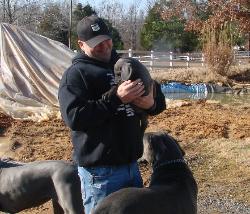 akc blue great dane puppies for sale ky breeders