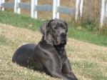breeder akc blue great dane puppies for sale ky stud